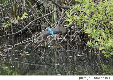 平岡公園のカワセミ 66877303