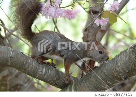 里塚のエゾリス 里塚のエゾリス 66877315
