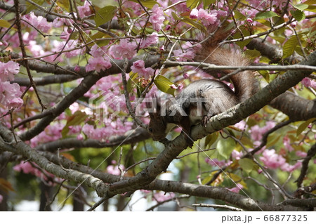 里塚のエゾリス 66877325