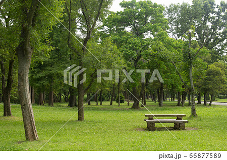 東京 水元公園の新緑木立と木製ベンチ 東京 水元公園の新緑木立と木製ベンチ 66877589