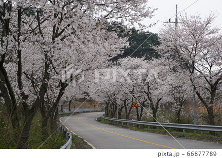 桜 花 春の花 66877789