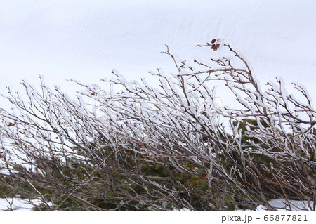 室堂の雪景色 室堂の雪景色 66877821