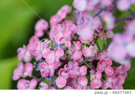 紫陽花 66877865