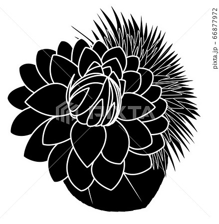 白バックに白線の黒色のデコラティブ咲きのダリアと八重向日葵のイラスト素材
