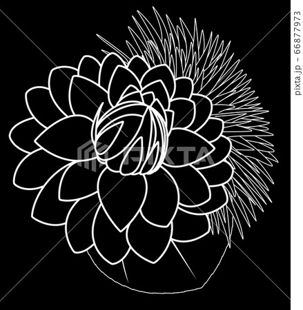 黒バックに白線のデコラティブ咲きのダリアと八重向日葵のイラスト素材 