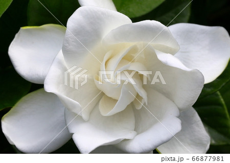 クチナシの花 クチナシの花 66877981