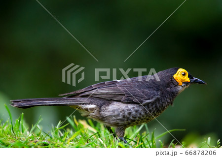 キホオミツスイ 野鳥 Smoky Honeyeater キホオミツスイ 野鳥 Smoky Honeyeater 66878206