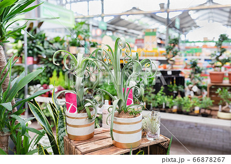 Bromelia Tillandsia Curly Slim in a plant store Bromelia Tillandsia Curly Slim in a plant store 66878267