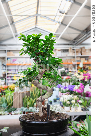 Ficus Bonsai Ginseng tree in a plant store Ficus Bonsai Ginseng tree in a plant store 66878268
