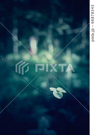 Tree branches in summer forest. Light and shadows. Tree branches in summer forest. Light and shadows. 66878343