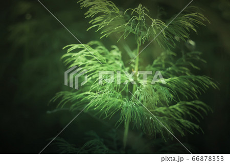 Horsetail plant close up. Equisetum, snake grass, 66878353