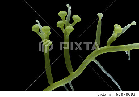 seaweed isolated on black background seaweed isolated on black background 66878693