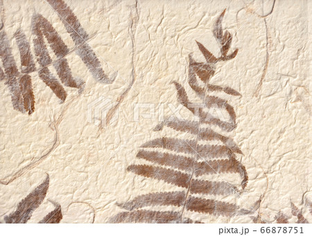 シダの葉入りの紙 a handmade paper with some fern leaves シダの葉入りの紙 a handmade paper with some fern leaves 66878751