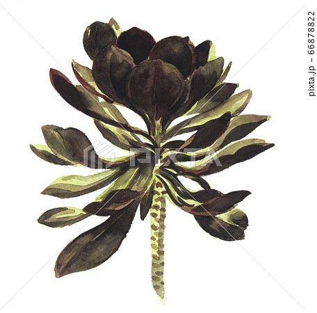 黒法師20626pix7 66878822