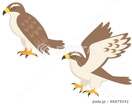 Hawk S Illustration Stock Illustration