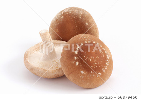 椎茸 椎茸 66879460