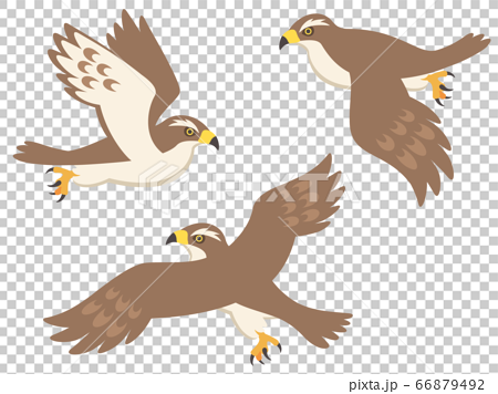 飛んでいる鷹のイラストセットのイラスト素材