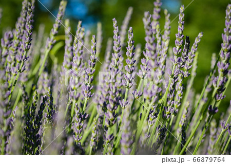 Sunset sky over lavender bushes, Closeup of flower field background Sunset sky over lavender bushes, Closeup of flower field background 66879764