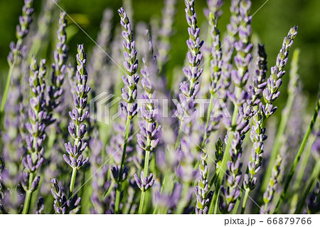 Sunset sky over lavender bushes, Closeup of flower field background 66879766