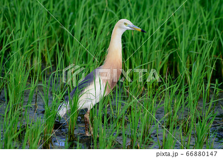 Egret in the green field 66880147
