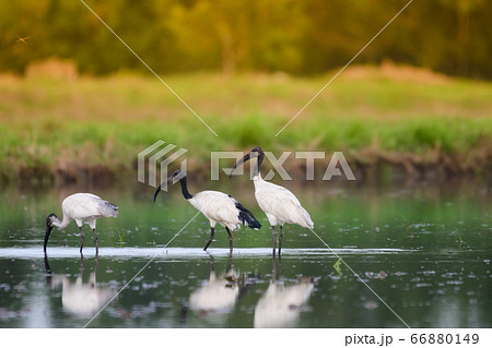 White-winged birds are feeding in flooded rice 66880149