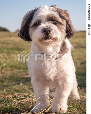 Close-up of a tricolored Coton de Tulear dog looking straight at the camera 66880553