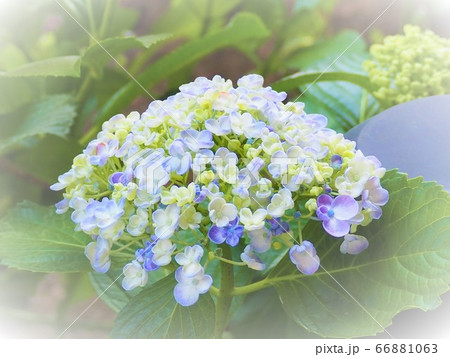 アジサイの新種ポップコーンの写真素材