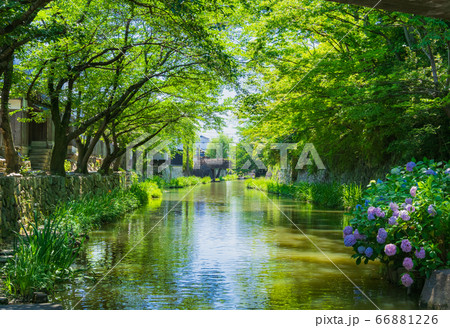 近江八幡の水郷　八幡堀 66881226