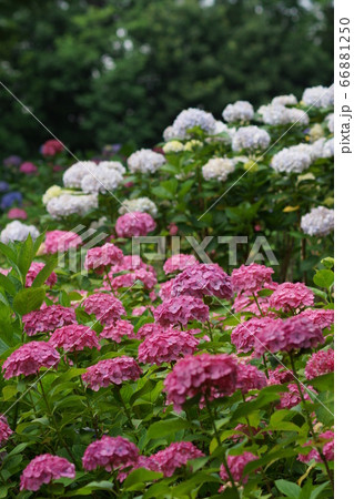 6月 府中142アジサイ・郷土の森博物館 6月 府中142アジサイ・郷土の森博物館 66881250