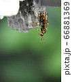 巣を守る蜂 66881369