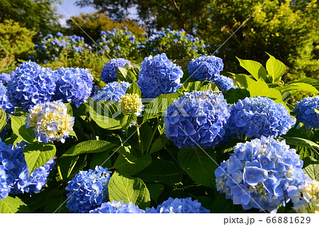 一面の青い紫陽花 宮城県岩沼市の写真素材
