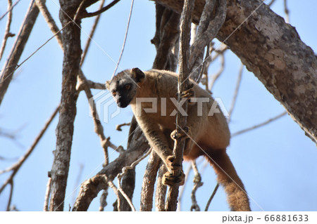 チャイロキツネザル（アンダシベ国立公園、マダガスカル） 66881633