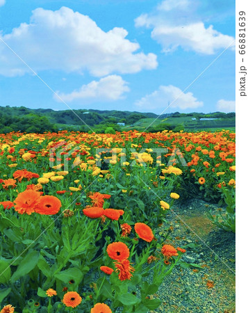 お花畑 66881639
