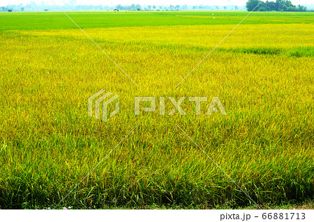 agriculture jasmine rice farm and soft fog in 66881713