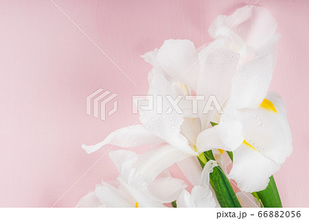 Beautiful White Iris Flowers on Pink Background 66882056