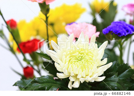 仏花 66882146