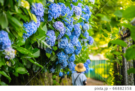 日本の東京都市景観　梅雨を彩るアジサイ＝飛鳥山公園・飛鳥の小径 66882358