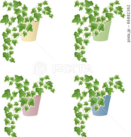 観葉植物アイビーのイラスト素材 6662