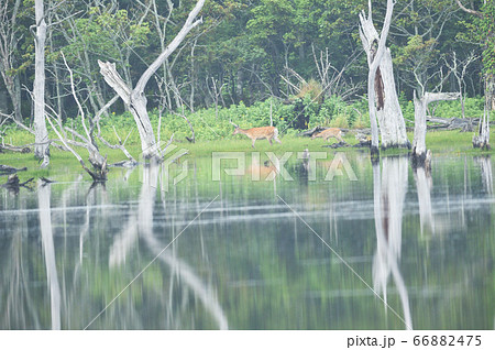水辺を歩くエゾシカの親子（北海道） 66882475