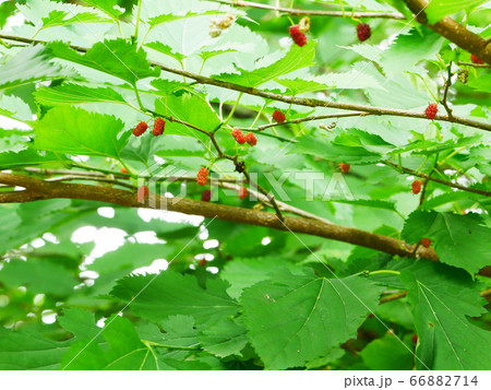 植物写真 桑の実 赤から黒になったら食べられる桑の実写真写真 植物写真 桑の実 赤から黒になったら食べられる桑の実写真写真 66882714