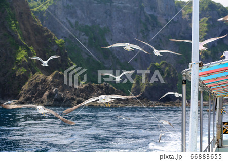 北海道 夏 積丹半島 ニューしゃこたん号から見るカモメの写真素材