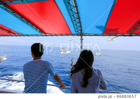 北海道　夏　積丹半島　ニューしゃこたん号から見るカモメ 66883657