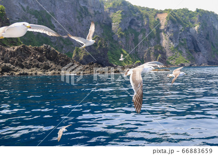北海道　夏　積丹半島　ニューしゃこたん号から見るカモメ 66883659
