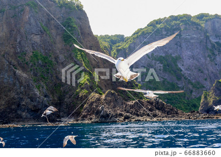 北海道 夏 積丹半島 ニューしゃこたん号から見るカモメの写真素材