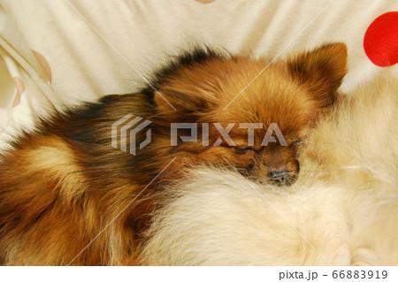 ポメラニアン 66883919