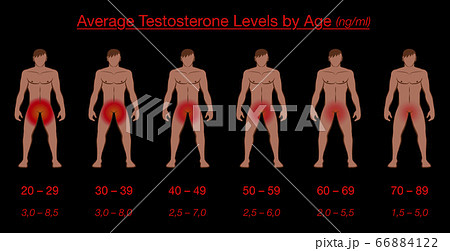 Testosterone levels by age and average values in ng/ml. Nude men with reddish genital regions, showing the gradually slowly loss of libido. Vector illustration on black background. 66884122