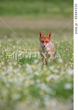 Majestic red fox standing on meadow in the summer. Majestic red fox standing on meadow in the summer. 66884350
