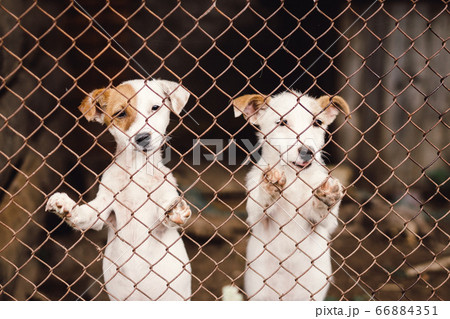 Funny puppies in cage in animal shelter Funny puppies in cage in animal shelter 66884351
