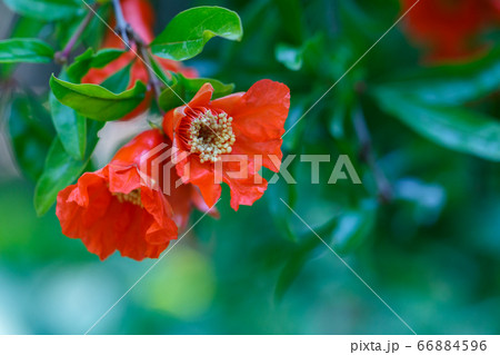 Blooming pomegranate branch with red flowers 66884596