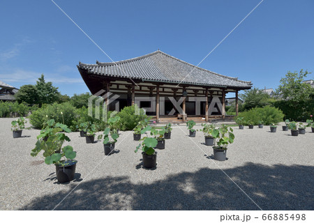 元興寺 本堂 元興寺 本堂 66885498